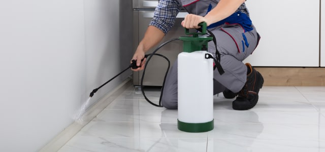 Exterminador de cinches en Kentucky